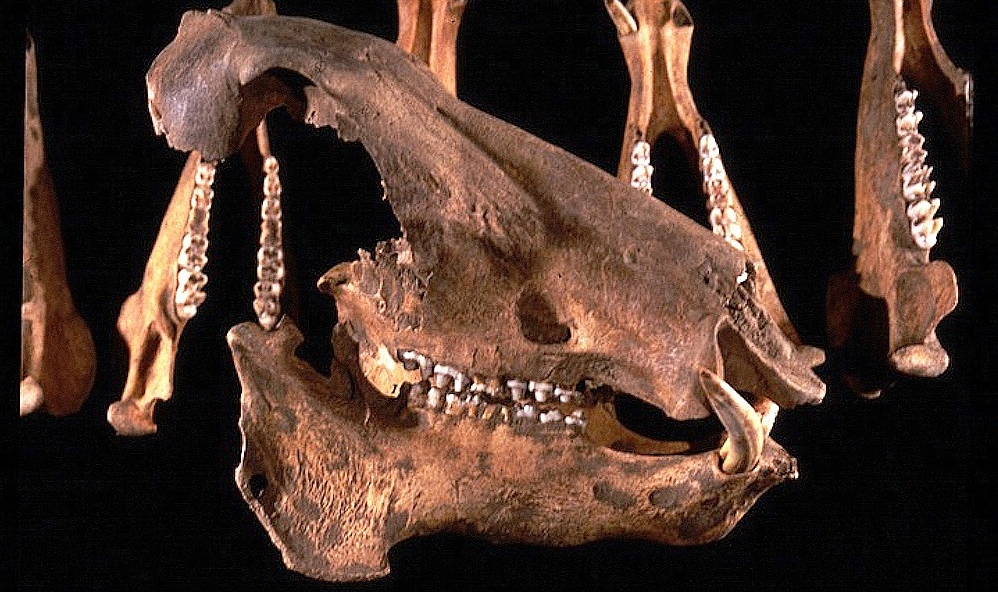 Ancient skull and mandible jaw bones of 12,000 year old peccary beast
