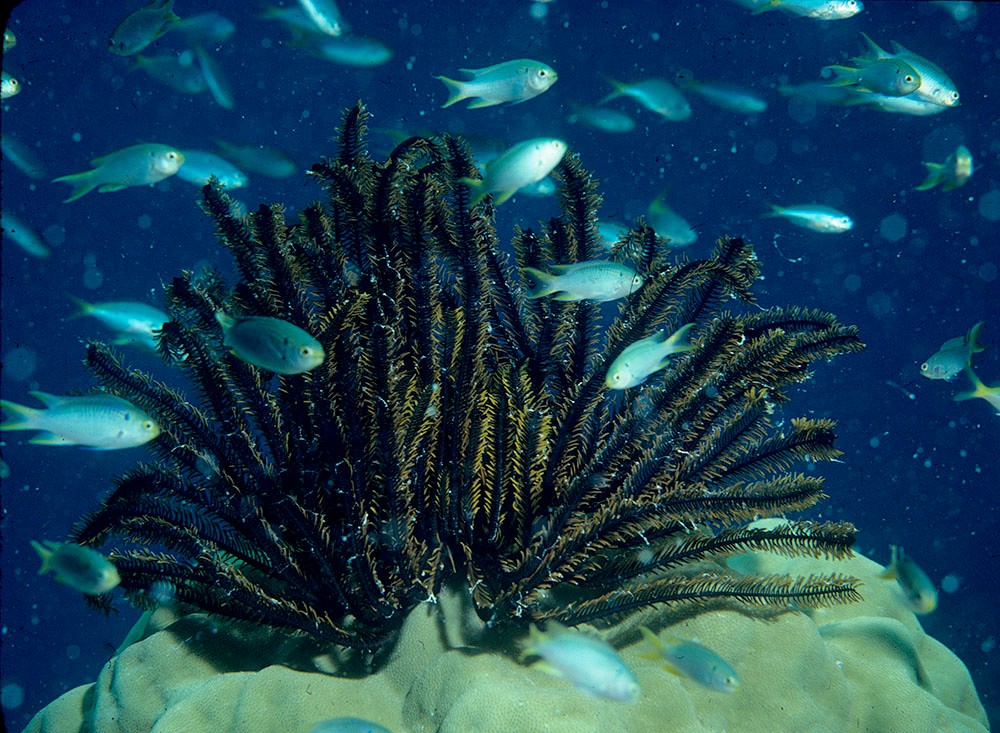 Fish school around a feather star (Oxycomanthus bennetti) in 20 feet of water off Palau. (David Meyer) 