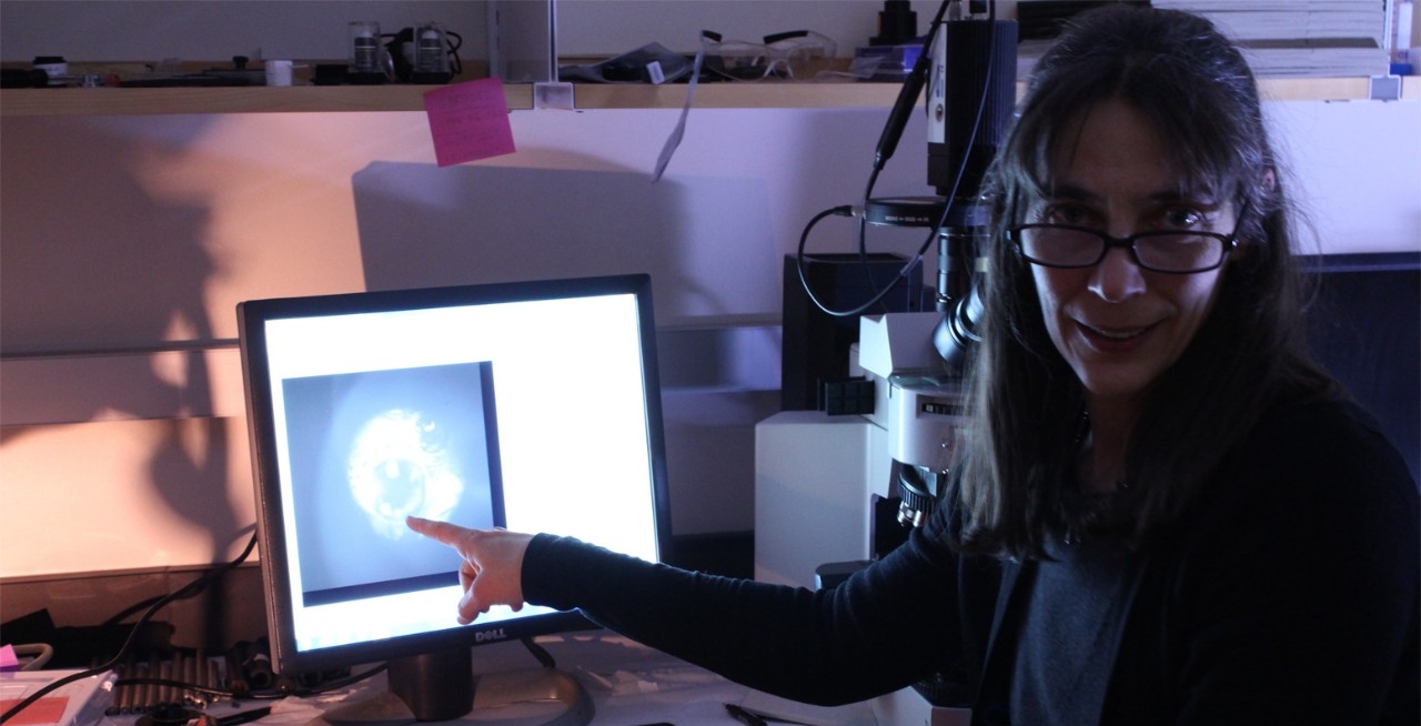 Elke Buschbeck points at a computer monitor showing a spider's eye