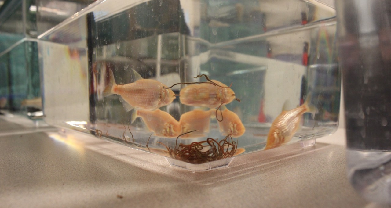 Blind cave fish in a fish tank