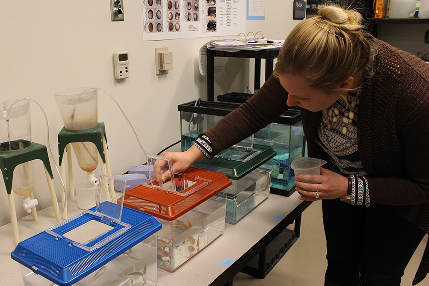 Researcher feeding fish