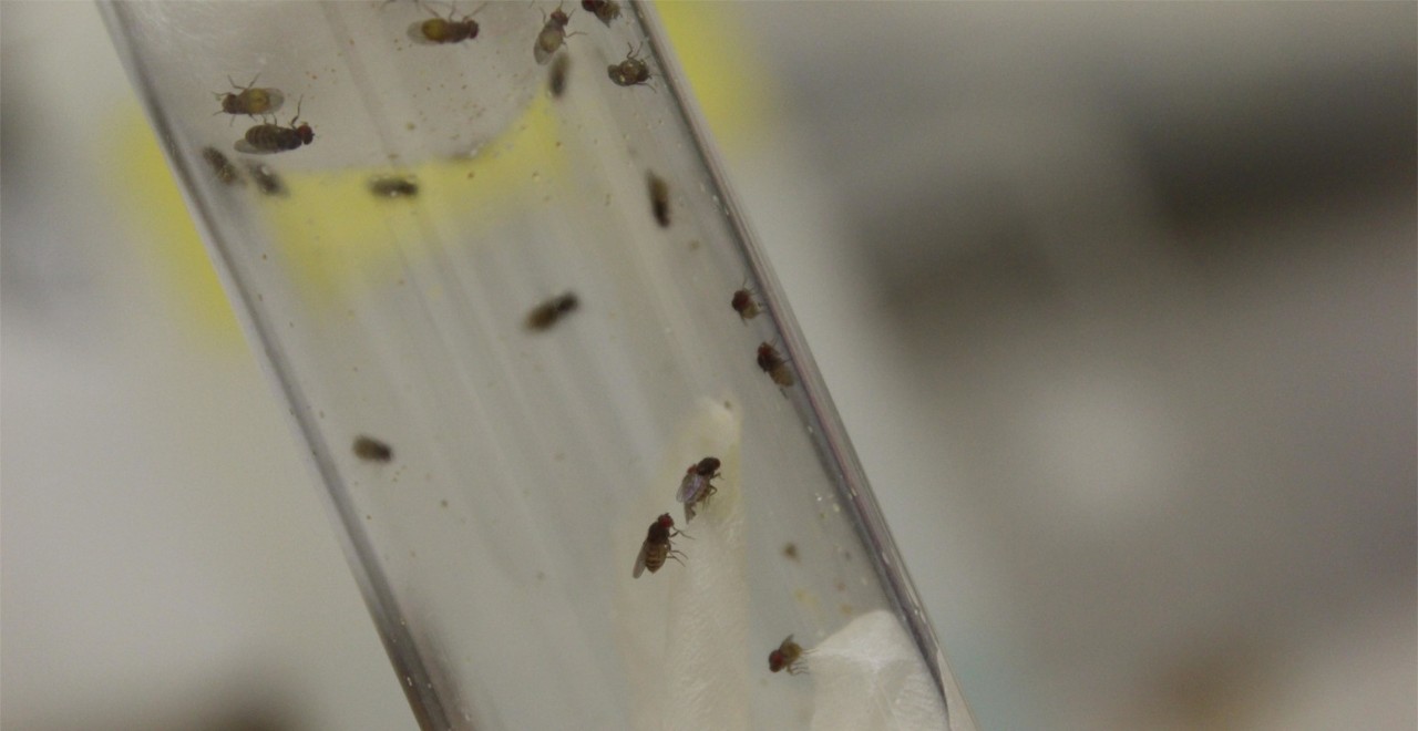 Fruit flies in a test tube