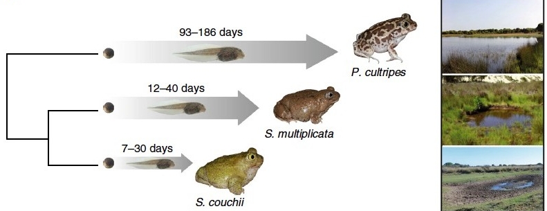 Three spadefoot toad species showing their corresponding pond environments.
