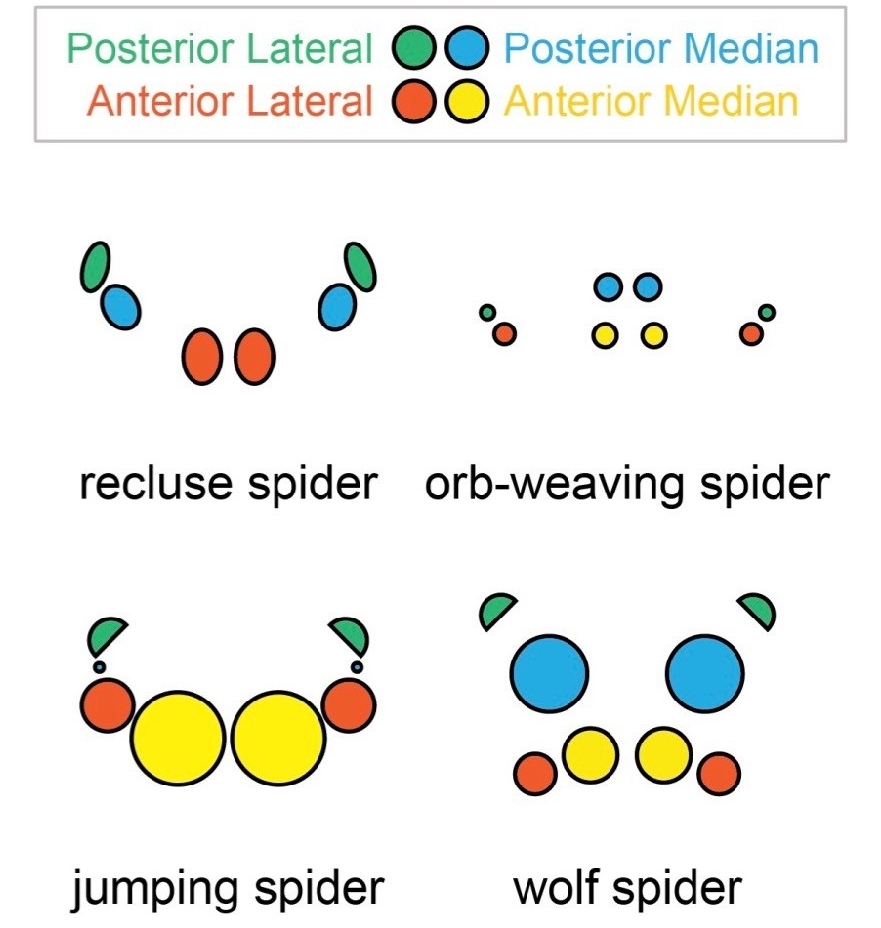 Poster image of four of the various types of eye placement in spiders. Image/Nathan Morehouse