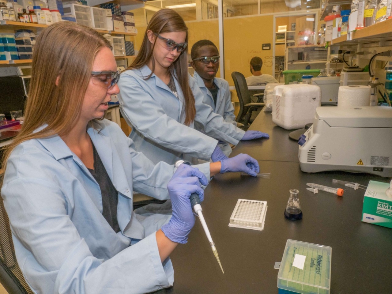 UC biology students Alicia Fieler, Madisen Kimbrel and Benjamin Davies perform labwork on ticks they collected in the field.