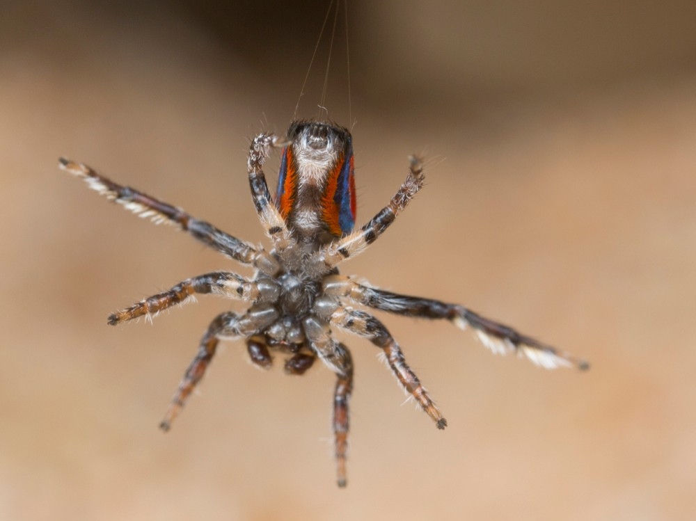 A male Maratus peacock jumping spider hangs by his web silk and is seen by his underside. photo/Jurgen Otto