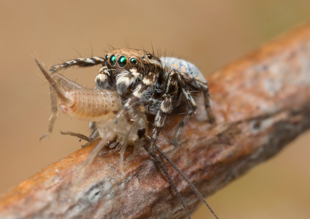 A male Australian Maratus jumping spider eats a light colored cricket on a tree branch. photo/Jurgen Otto