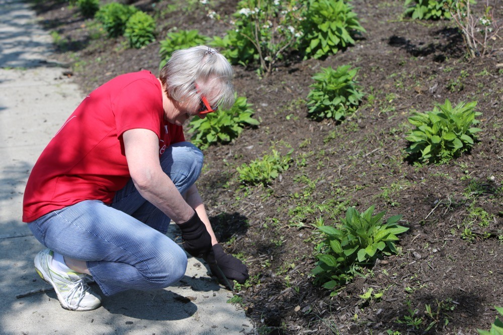 A woman kneels down pulling weeds from a landscape bed along a sidewalk.