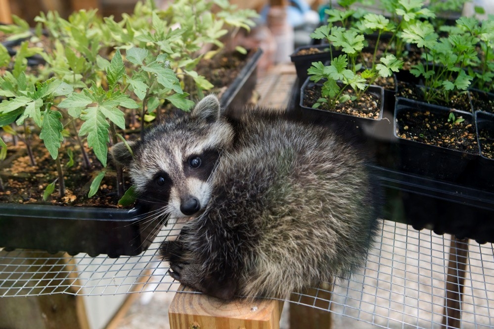 A baby racoon is curled up and looking at camera lying between two flats of young garden-ready plants