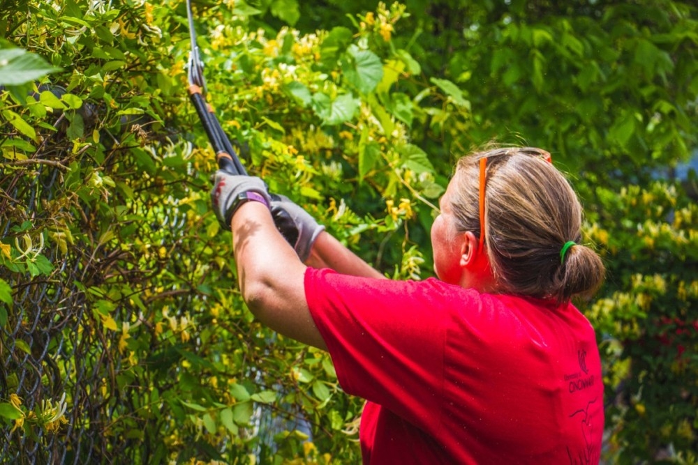 A woman trims tree limbs during a UC Serves event.