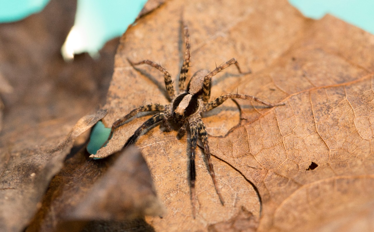 UC researchers collect wolf spiders like this one, Schizocosa ocreata, from forests around southern Ohio.