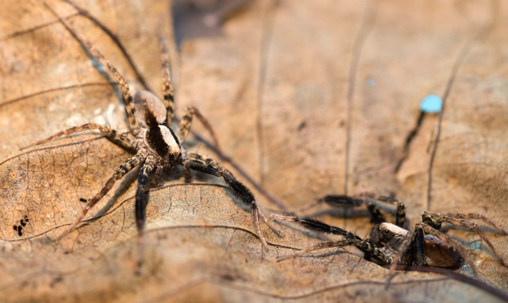 Wolf Spiders University Of Cincinnati