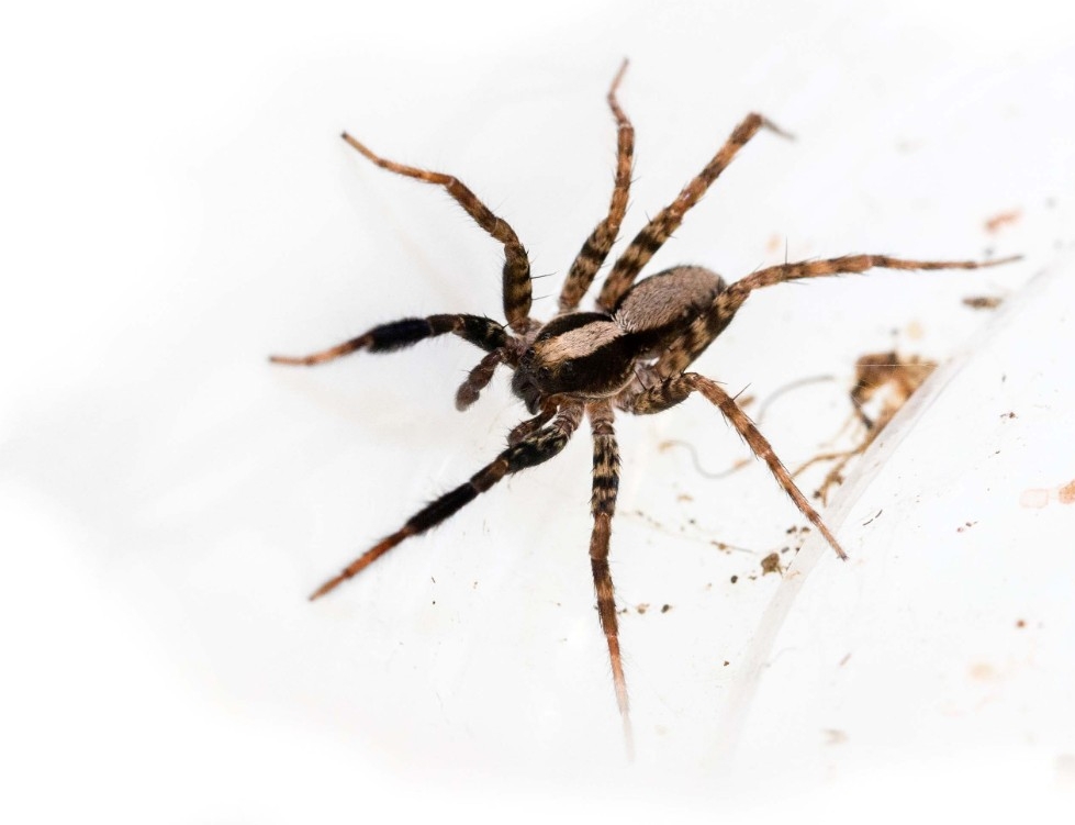 Wolf Spider Identification, Habits & Behavior