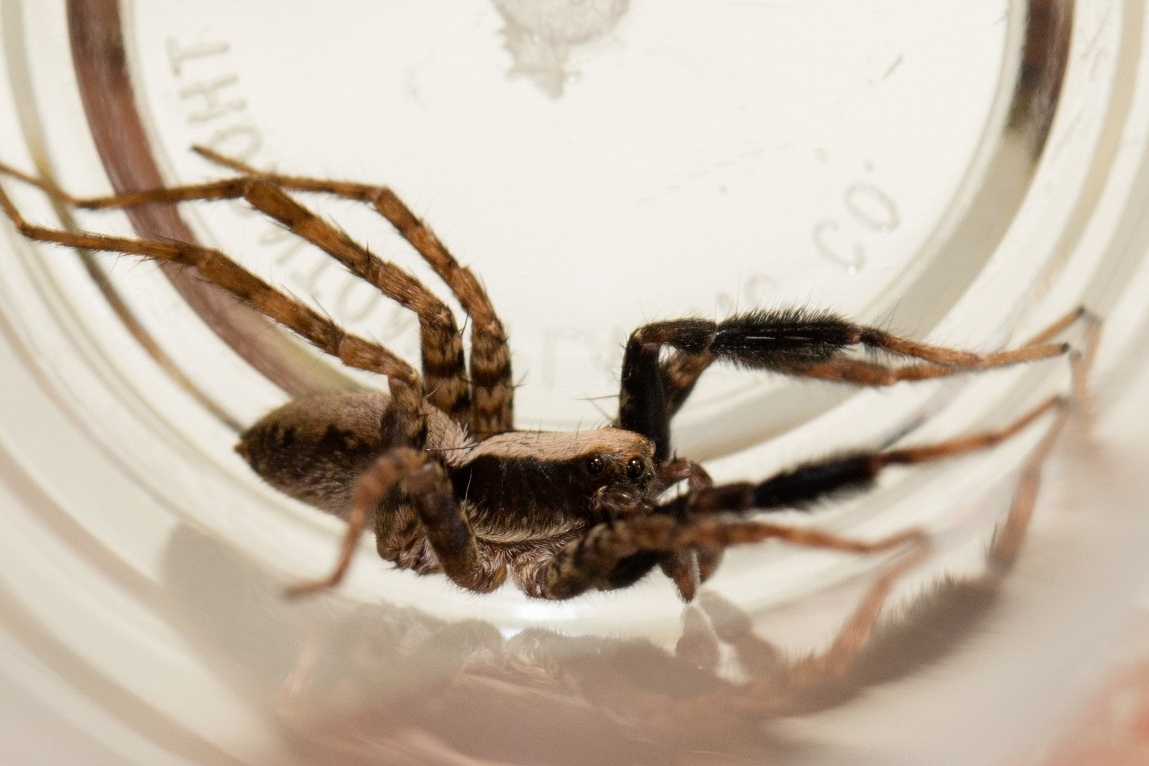 UC students study Schizocosa ocreata, the brush-legged wolf spider, among others they collect in Ohio.