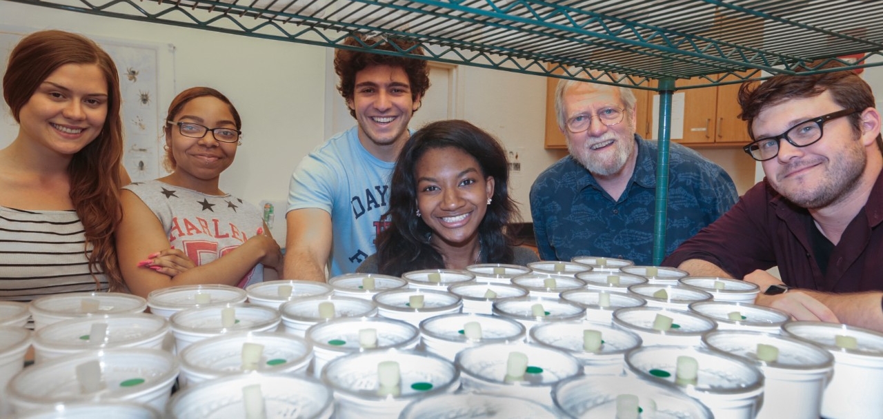 From left, UC biology students Olivia Bauer-Nilsen and Christina Horton, University of Dayton visiting researcher Mark Ghastine, UC student Trinity Walls, UC biology professor and department head George Uetz and UC postdoctoral fellow Alex Sweger pose in front of cups full of wolf spiders in Uetz's biology lab.