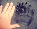 A hand next to a bear-paw print in the mud. The two are about the same size.