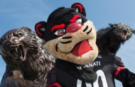 Three versions of the University of Cincinnati mascot, the Bearcat -- a statue, a costumed mascot and a binturoung.