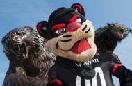 A photo of three versions of the University of Cincinnati mascot, the Bearcat -- a statue, a costumed mascot and a binturong.