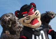 Three versions of the University of Cincinnati mascot, the Bearcat -- a statue, a costumed mascot and a binturoung.