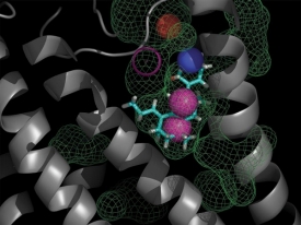 Computational models of proteins and binding sites, like his one, help UC researchers develop new drugs for viral infections.