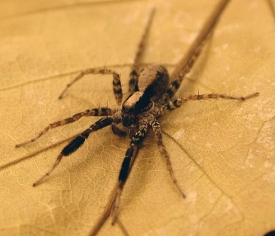 Schizocosa ocreata wolf spider 