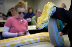UC students learn about hearing from python. 