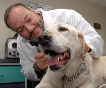 Dr. Pete Scheifele checks the hearing of guide dog Sybil. Photo/Dave Collins