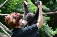 Grace Meloy trains Gladys, the baby gorilla at the Cincinnati Zoo.