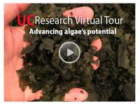 Advancing Algae's Potential