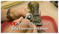 Field Experience with Fossils